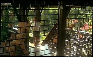 Video 230517601: sylvia kristel, vintage softcore, softcore babes, vintage straight, celebrity softcore, french softcore, titty babe, titty holes, woman