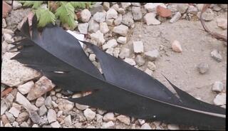 Video 1662831101: milf fingering dildoing, solo milf fingering, solo dildo pov, milf pov creampie, dildo fucking pussy fingering, sex toys dildos fingers, solo fingering pussy masturbating, milf fucking sucking dildo, solo dildo masturbation orgasm, girl masturbating solo fingering, dildo fucking creampie blowjob, pov amateur fuck creampie, fingers dildo vibrator, dildo fingering wet pussy, solo dildo cum, milf solo naked, solo milf dirty, creampie inside milf, milf shower solo, solo female fingering, creampie pov hd, masked milf fucked cummed, nude fingering pussy, straight dildo toys female, panties finger fucks, fingered mouth fucked, halloween dildo, door masturbate