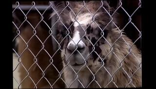 Video 1658439361: shay sweet, brittney skye, vintage beauty cock, vintage riding, vintage big cock, vintage cumshots, vintage anal, vintage blowjob, vintage straight, extreme vintage, vintage english, hd vintage