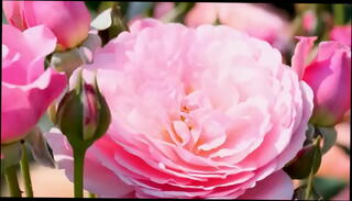 Video 1653598245: sex hot pussy fucked, fuck bengali sex, romantic pussy fucking, pussy fucking story, pussy fucked college