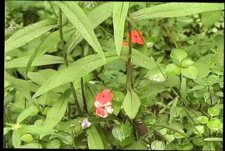 Video 1656599671: alisha angel, milf anal orgasm, milf big tits orgasm, milf anal cumshot, milf hardcore anal, big titted english milf, straight milf, little milf, milf creamed