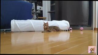 Video 1582082223: milf big tits housewife, amateur milf housewife, amateur milf cowgirl, amateur milfs naked, milf big ass tits, latin milf maid, milf cleaning lady, amateur milf hotel, colombian milf, maid pussy, latin girl, passionate girl