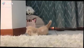 Video 1621414405: compilation cute, webcam porn cam, amateur cam porn, cute baby