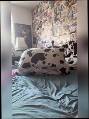 Video 1666597411: bbw dildo squirt, milf dildo squirt, solo dildo squirt, sex dildo toys solo, dildo squirting pussy, homemade milf squirt, dildo masturbation squirting, thick milf squirting, american bbw milf, solo female squirt, milf solo hd, juicy pussy solo masturbation, straight dildo toys female, solo masturbation nude