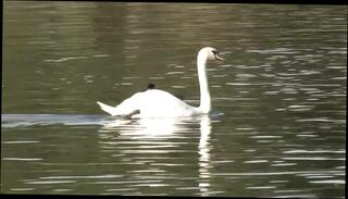 Video 1656318591: filthy rich, double penetration dp creampie, double penetration dp threesome, dp double anal threesome, girl double penetration threesome, fucked dp double penetration, fetish double penetration, dp double vaginal, dp double facial, threesome double cum, double blowjob threesome, blonde girl double penetration, double penetration deep throat, chick double penetrated, fucked creampied straight guy, two guys double penetrate, cutie double penetrated, double penetration party, stockings double penetrated, anal creampie hd, mouth fetish, girl screwed