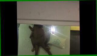 Video 1659111595: amateur doggy style compilation, interracial doggy style amateur, latin doggy style compilation, hot doggy style compilation, pussy girl doggy style, tits doggy style amateur, pussy orgasm compilation, doggy style multiple orgasm, natural tits doggy style, doggy style big orgasm, solo