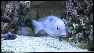 Video 1655139281: blowjob couple doggy style, girl blowjob doggy style, blowjob doggy style cum, girl friend doggy style, gf doggy style, brunette blowjob doggy style, vintage couple, doggy style straight, doggy style mouth, doggy style hd, fucking girl friend