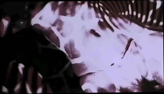 Video 1620198855: vintage retro, anime toon, toon cartoon, vintage erotic, japanese vintage