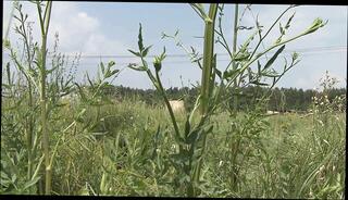 Video 1656704671: titus steel, gape deep throat, gaping open ass, gaped blowjob, throat blowjob dick sucking, chick sucking cock fucking, throat blowjob anal fuck, sucking dick fucking butt, cock sucking blow job, ass fucked beauty sucking, fucking naked sucking, dick outdoor sucking fucking, dick sucking straight, chick fucked wild, throat fuck hd, deep throats rod, english chick, good chick