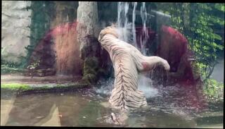 Video 1621125253: amateur solo male, amateur asian solo, vietnamese amateur, 60fps amateur