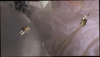 Video 1654868373: pov femdom fetish, pov amateur solo, pov giantess femdom, tiny pov, femdom pov female, solo fetish play, shrink giantess pov, fantasy solo play