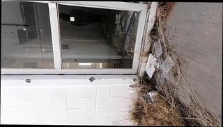 Video 1658718001: hairy trans man, hairy ladyboy, hairy shemale, hairy thai, hd hairy