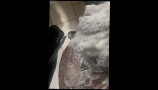 Video 1656394933: solo cumshot bbc masturbating, bbc solo male cumshot, bbc solo stroke, big dick amateur bbc, bbc deep dicking, solo masturbation self, bbc celebrity