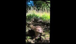 Video 1654497653: amateur solo male, solo natural, porn naked