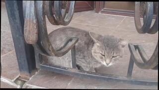 Video 1664464393: amateur solo male