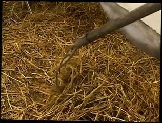 Video 1663882351: bbw ssbbw fat ass, horny busty bbw, bbw ssbbw big ass, busty bbw ladies, beautiful busty bbw, horny busty woman, banged anal fucked, horny bbw big tits, tits busty big boobs, bangs horny guy, bbw giant boobs, busty cumshot, crazy bang, large bbw, busty female, horny straight dude, horny straight male