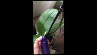 Video 1321595003: pov solo cumshot, solo masturbation pov, pov solo female, strapon pov, dick solo masturbating cumming, solo cock masturbation cum, amateur pov dick, pov toy masturbation, strapon playing masturbation, toys strap, fake pov, pov natural, cumshot semen, dick fucking