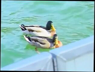 Video 1656647101: sophia ferrari, retro lesbian babes, vintage lesbian sex, classic vintage lesbian, hot vintage lesbian, vintage retro big, titted lesbian babe pussy, babe lesbians eating pussies, lesbian pussy eating fucking, teen lesbian pussy eating, lesbian babes loving sex, lesbian straight fucking, hot hard lesbian sex, lesbian eats pussy outdoors, lesbian pussy party, hottest lesbian babes, lesbian beach, retro usa, english lesbian, pussy fucked harder, fucking copulating, coitus