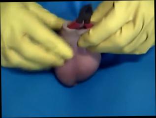 Video 269172404: bdsm solo, gay cum solo, amateur webcam solo, best amateur bdsm, solo gay male