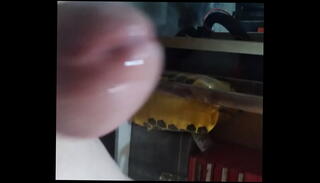 Video 1612141715: horny homemade masturbation, horny amateur homemade, amateur homemade big cock