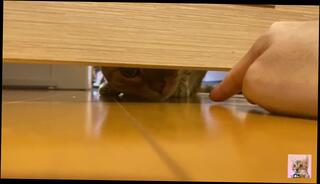 Video 1625837453: animals pets, anime amateur, cute anime