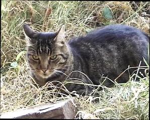 Video 1658665941: dick nasty, ass banged doggy style, babe banged doggy style, teen banged doggy style, doggy style banging amateur, pussy banged doggy style, banged hard doggy style, hot threesome banging, pussy tight ass banged, pussy ass hole banged, doggy style sucking dick, big dick sucking threesome, babe banged facialized, doggy style cowgirl pussy, blowjob dick doggy style, threesome ass fucking, sexy threesome fuck, french babe hard banged, brunette threesome cowgirl, ass banged outdoors, ass eating threesome, hottest amateur doggy style, teacher doggy style, doggy style straight, bangs hard two, harder doggy style, petite hairy brunette, sucks biggest dick