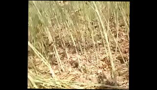 Video 733640655: desi shemale, outdoor shemale