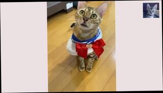 Video 1581046113: solo squirt compilation, blowjob compilation cumshots fetish, solo male cumshot compilation, squirting orgasm compilation, squirting pussy compilation, amateur squirting compilation, solo female squirt, pussy licking compilation, sex orgasm compilation, orgasm squirting rough, korean solo male