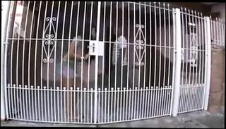 Video 1529088301: straight handjob, brazilian handjob