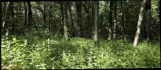 Video 1627532311: ass shemale masturbation, amateur shemale masturbating, shemale masturbating outdoor, big ass shemale, hd shemale