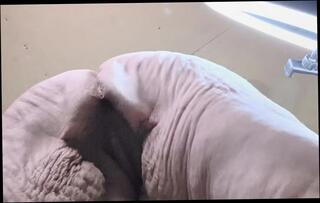 Video 1664457781: aunty solo masturbating, closeup solo masturbation, ssbbw doggy style, cock big doggy ass, closeup masturbation orgasm, solo female masturbation orgasm, natural tits solo masturbation, homemade masturbation solo, solo masturbating straight, best homemade doggy style, ass standing doggy, perfect ass doggy style, big ass mature doggy, big ass ssbbw blonde, doggy cum, solo masturbation tattoos, solo masturbation hd, american aunty