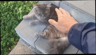 Video 1599988043: lovely amateur, cute amateur