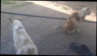 Video 1659215613: amateur pussy