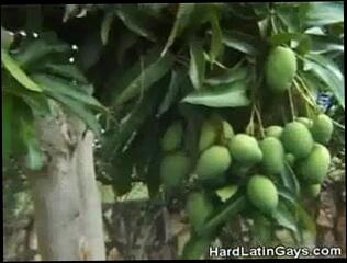 Video 128636901: gay hunk cock sucking, strips sucks cock, gay sucking hard cock, cock sucking blowjob hard, cock sucking latinos, sucking cock outdoors, sucking two cocks, cock sucking clothed, latin sucking cock