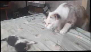 Video 1600882653: amateur pussy licking, babies licking