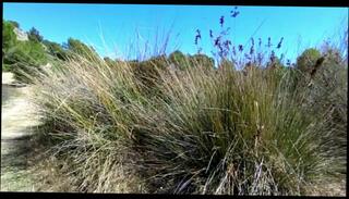 Video 1657278461: masturbation handjob cum, gay handjob cum, amateur handjob cum, cumming masturbating outdoor, spanish handjob, handjob hd