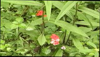 Video 1654854611: milf anal orgasm, milf big tits orgasm, milf anal cumshot, milf hardcore anal, big tits tight milf, big titted english milf, milf anal hd, straight milf, tight little milf, milf creamy, milf creamed