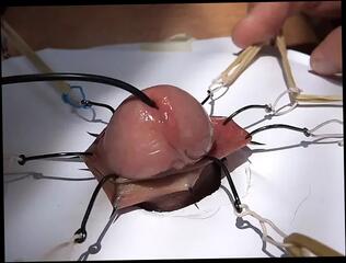 Video 1625019561: bdsm cumshot, gay bdsm, dutch gay, cumshot close