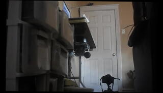 Video 1008659315: amateur ebony doggy style, doggy styled petite, slim amateur ebony