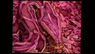 Video 1654731911: venere bianca, laura angel, tits pornstar sex cumshot, blowjob big dick pussy, nude tits pussy, dick white pussy, snatch dicked, big tits vagina, pussy cunt, twat dicked, group sex pussy, nude straight white, tits european pussy, sex stories straight, high pussy, group sex hd