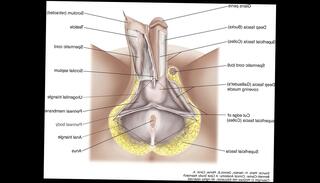Video 891419665: stimulation masturbation, men masturbating, masturbating playing