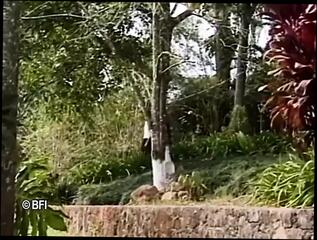 Video 1624062841: shemale fucks girl bareback, bareback anal fucking blowjob, shemale fucks guy bareback, transsexual bareback fucked, bareback fucking cumshots, shemale outdoor bareback, bareback orgasm