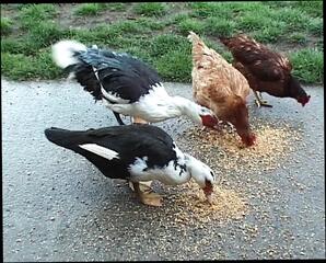 Video 1661382251: hardcore blowjob doggy cumshot, pussy drilled doggy style, doggy style missionary pussy, babe drilled doggy style, doggy style cowgirl pussy, ass drilled doggy style, doggy style cumshot facial, pussy doggy style cum, doggy style drilling anal, horny amateur doggy style, drilled hard doggy style, ass hole doggy style, nice ass doggy style, doggy style pussy eating, european babe doggy styled, first time anal doggy, doggy style straight, french doggy style, harder doggy style, massive doggy, doggy style redhead, horny slutty babes, blowjob facial cumshot big, pretty pussy ass hole, rod drilling, horny cowboy, horny doll