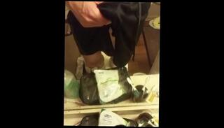 Video 1663412573: solo fap, solo male cumshot, amateur solo male, short solo