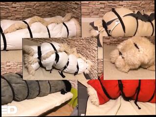 Video 1663901301: fetish bondage, gay bondage handjob, homemade bondage, bondage masturbation, bondage hd, homemade polish, orgasm