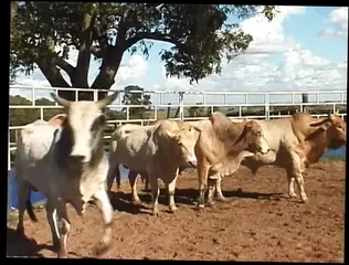 Video 1578816351: stud riding bbc, interracial bbc riding, bbc interracial facial, interracial bbc anal, interracial bbc blowjob, hot interracial bbc, interracial bbc blonde, babe ass rides bbc, stud ass drilled, ass latin riding bbc, girl rides bbc, hot tie rides bbc, hot pornstar stud, hot straight stud, super hot studs, cowboy stud, american stud, stud guy, studs man, bbc heels, high heels rides