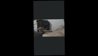 Video 1662621613: solo male masturbation cumshot, solo big dick cumshot, solo amateur masturbation, solo masturbation tattoos, porn