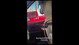 Video 1656411973: solo male bbc, amateur ebony bbc