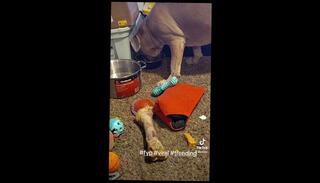 Video 1656645423: amateur ebony solo, amateur solo male, solo outside