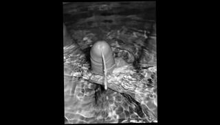 Video 1595493833: amateur huge dick solo, solo handjob cumshot, solo big dick cumshot, solo male huge cumshot, monster dick solo, huge load solo, biggest cumshot, bath cumshot